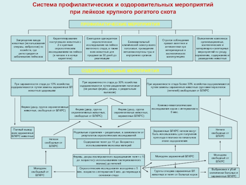 План ликвидации лейкоза