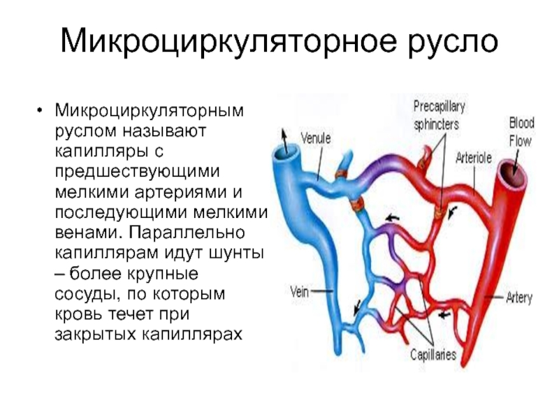 Микроциркуляторное русло презентация