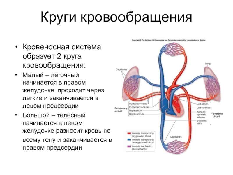 Круги кровообращения человека кратко и понятно схема