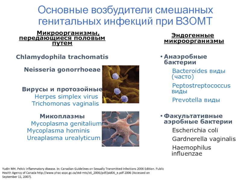 Chlamydia trachomatis mycoplasma genitalium. Возбудители протозойных инфекций. Бактерии передающиеся половым путем. Микоплазма хоминис пути заражения. Анаэробные бактерии передающиеся половым путём.