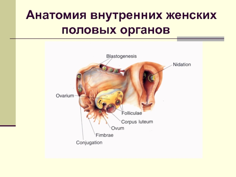 Женскими половыми органами являются. Анатомия внутренних половых органов. Анатомия женских внутренних половых органов. Женские половые органы в норме. Из чего состоят женские половые органы.