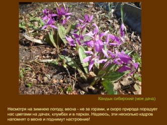 С праздником 8 марта