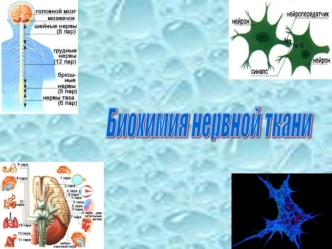 Биохимические процессы нервной ткани