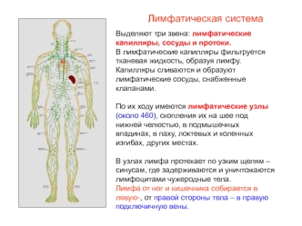 Лимфатическая система в организме человека