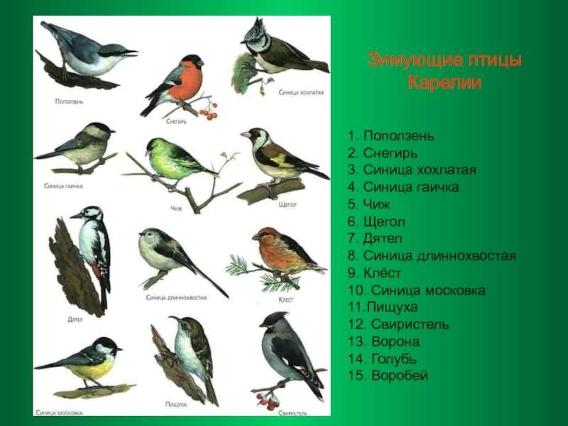 Какие птицы обитают в кировской области фото с названиями