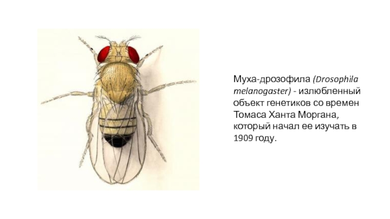 Нормальная муха дрозофила. Drosophila melanogaster Морган. Кариотип плодовой мушки Drosophila melanogaster.. Томас Морган мушка дрозофила. Муха дрозофила строение тела.