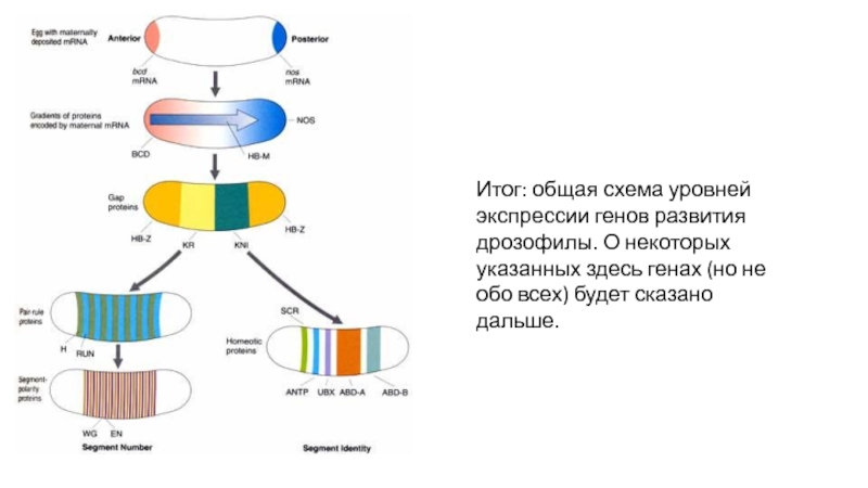 Дрозофила геном