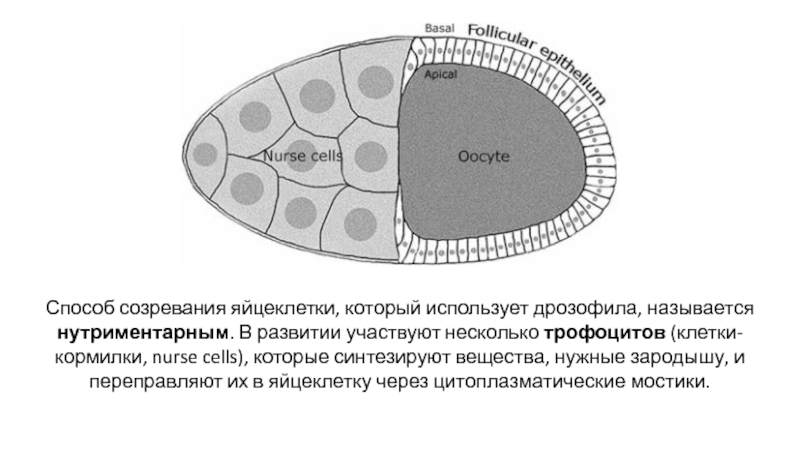 Овогенез дрозофилы