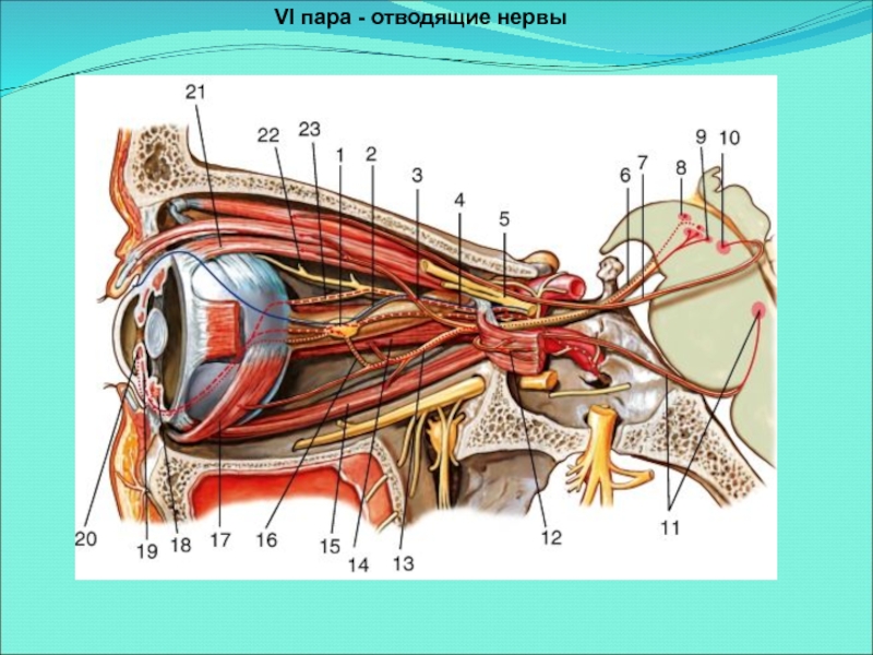 Зрительные нервы глазного яблока. Глазодвигательный нерв анатомия. Зрительный нерв нерв анатомия. Иннервация глазного яблока анатомия. Глазодвигательный нерв топография.