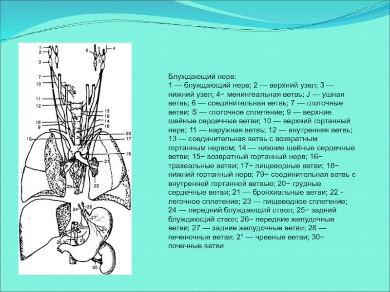 Иннервация блуждающего нерва. Блуждающий нерв анатомия топография. Топография блуждающего нерва. Головной отдел блуждающего нерва. Блуждающий нерв менингеальная ветвь.