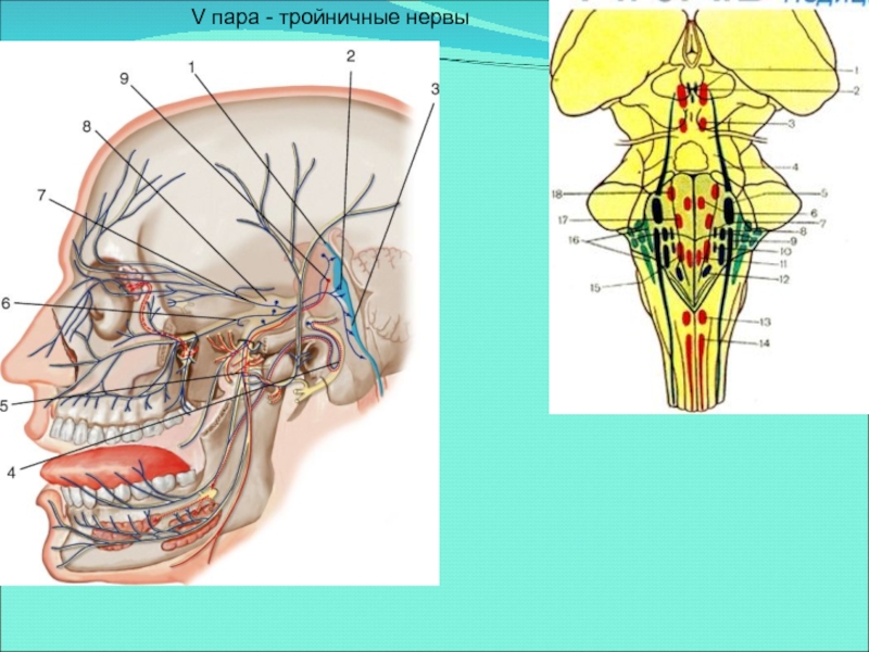 Троичный лицевой нерв. Тройничный нерв анатомия ядра. Ядро тройничного нерва в продолговатом мозге. 5 Пара тройничный нерв. Ядра Черепного тройничного нерва.