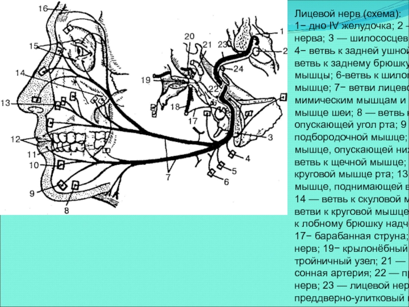 Лицевой нерв является. Шилососцевидное отверстие нерв. Лицевой нерв ядра топография. Лицевой нерв анатомия топография. Ядро одиночного пути лицевого нерва.