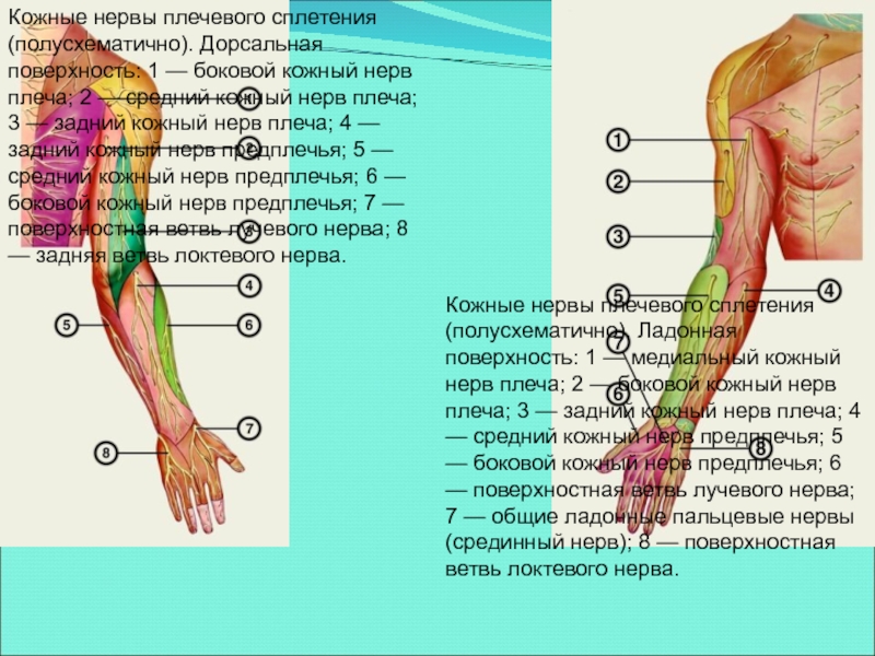 Кожный нерв. Медиальный кожный нерв плеча. Латеральный кожный нерв плеча. Задний кожный нерв. Верхний латеральный кожный нерв плеча.