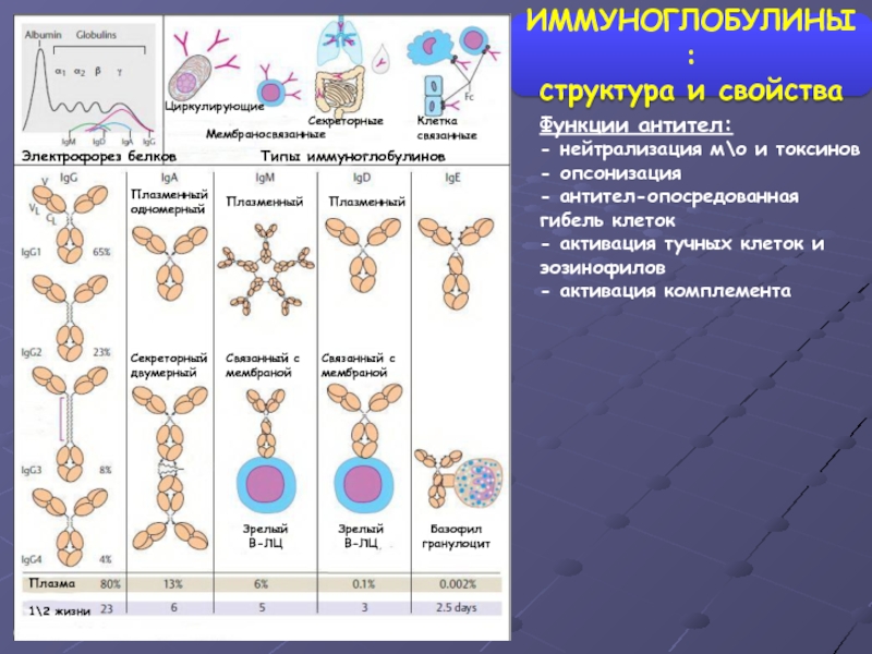 Нейтрализующие антитела. Секреторный иммуноглобулин а. Опсонизация иммуноглобулинов. Синтез иммуноглобулинов обеспечивают. В основе деления иммуноглобулинов на классы.