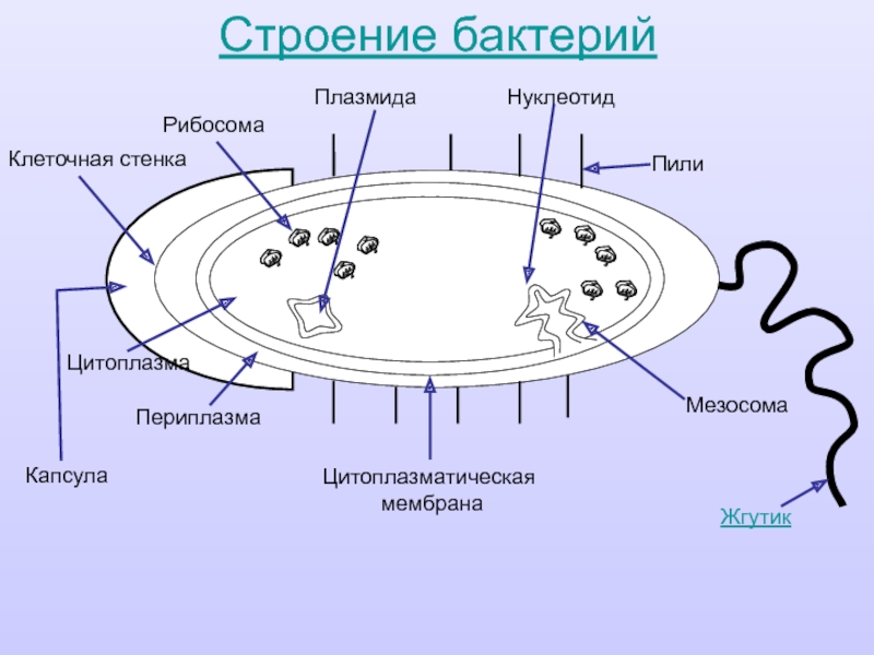 Клетка бактерий рибосомы. Строение бактериальной клетки пили. Строение бактерии плазмида. Строение бактерии мезосома. Мезосомы бактерий строение.
