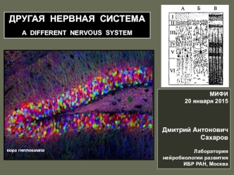 Другая нервная система