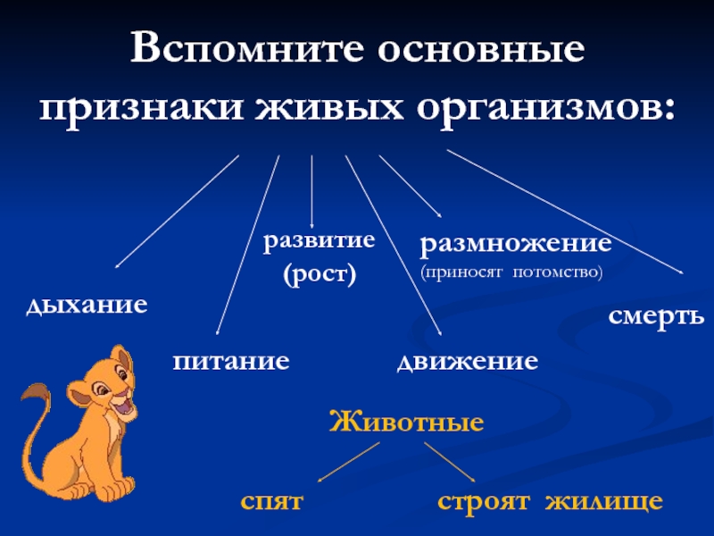 Животное живое существо схема 1 класс окружающий мир