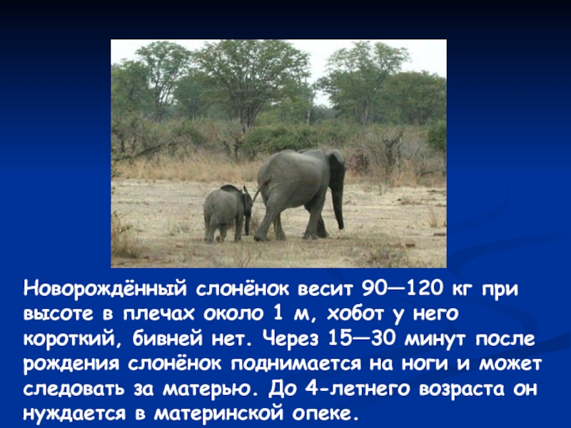 Слон сколько кг. Новорождённый слонёнок весит. Сколько весит маленький слон. Вес новорожденного слоненка.