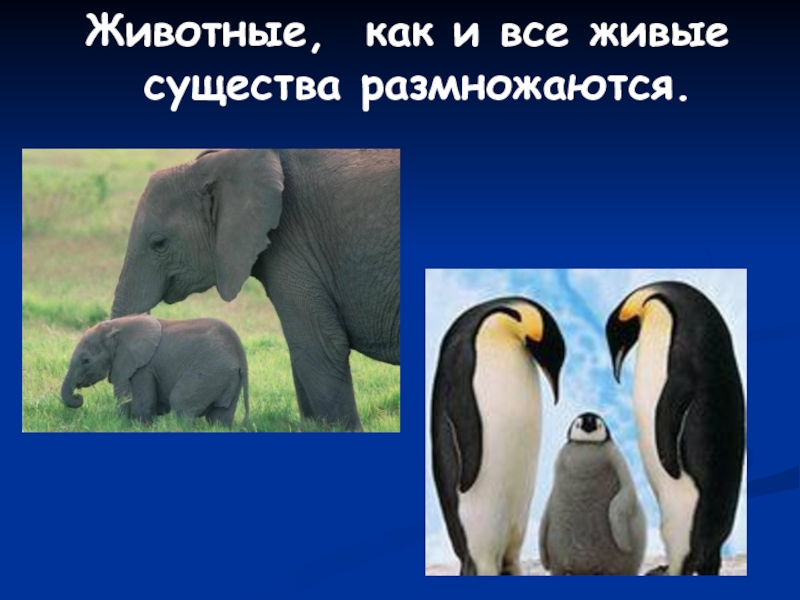 Презентация животное живое существо презентация 1 класс 21 век