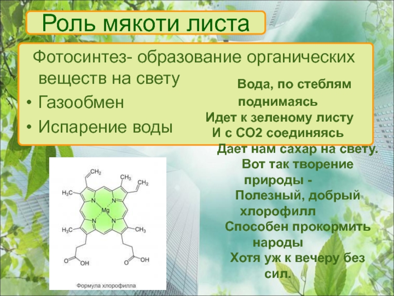 Хлорофилл в процессе фотосинтеза. Роль мякоти листа. Фотосинтез образование органических веществ в листьях. Органические вещества в листьях. Фотосинтез мякоть листа.