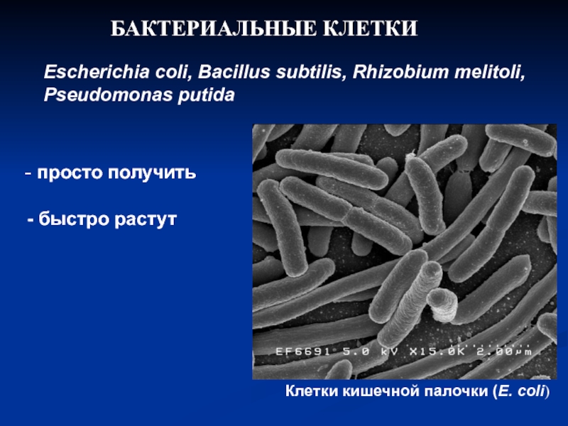 Клетка е 2. Микробные клетки e. coli. Палочки бактерии. Escherichia coli ДНК. ДНК кишечной палочки.