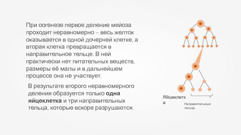 В результате образуются 4 клетки. Образуются Направительные тельца. При оогенезе в результате первого деления мейоза образуются. Деление мейоза в оогенезе. При оогенезе в результате второго деления мейоза образуется.