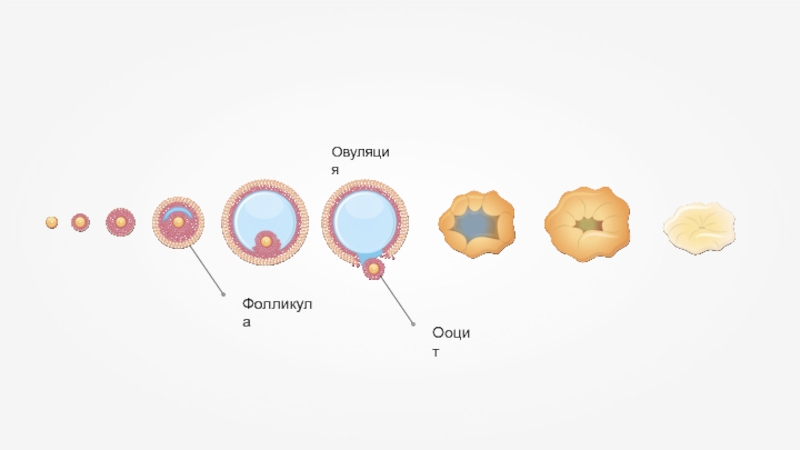 Ооцит размер. Ооциты и фолликулы разница. Ооцит. Ооцит и яйцеклетка разница. Яйцеклетка и фолликул разница.