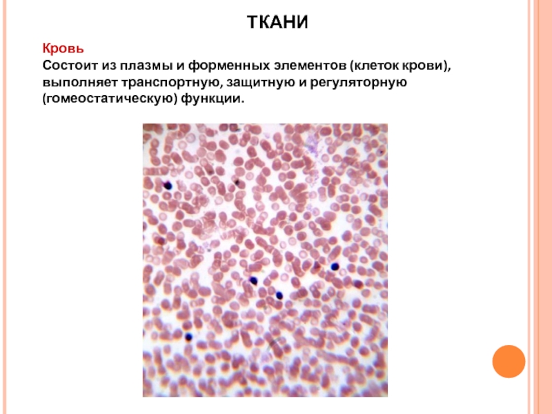 Выполняющая ткань. Транспортные клетки ткани. Ткань транспортная функция. Какая ткань выполняет транспортную функцию. Транспортную функцию в клетке выполняет.