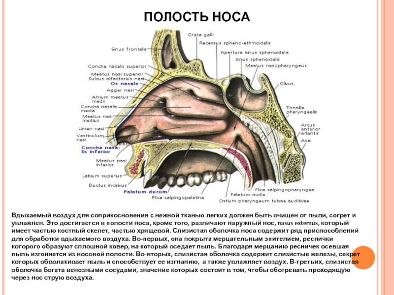 Как проходит воздух через нос схема - 95 фото