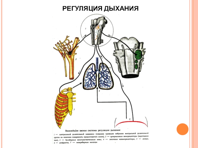 На рисунке изображена схема регуляции дыхания человека