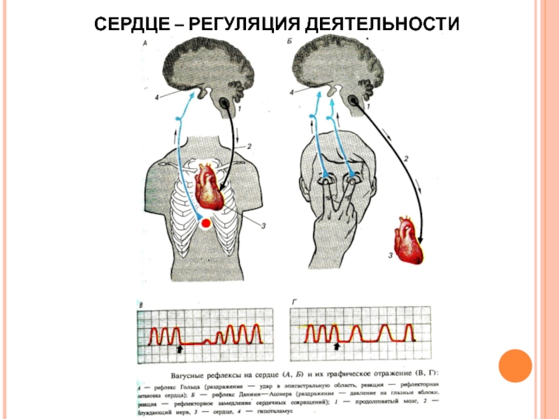 Рефлекс гольца физиология схема