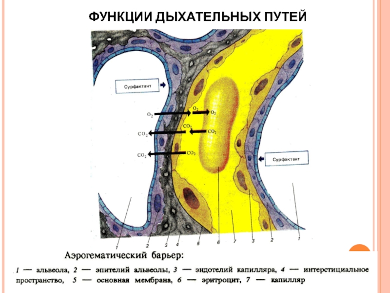 Аэрогематический барьер схема