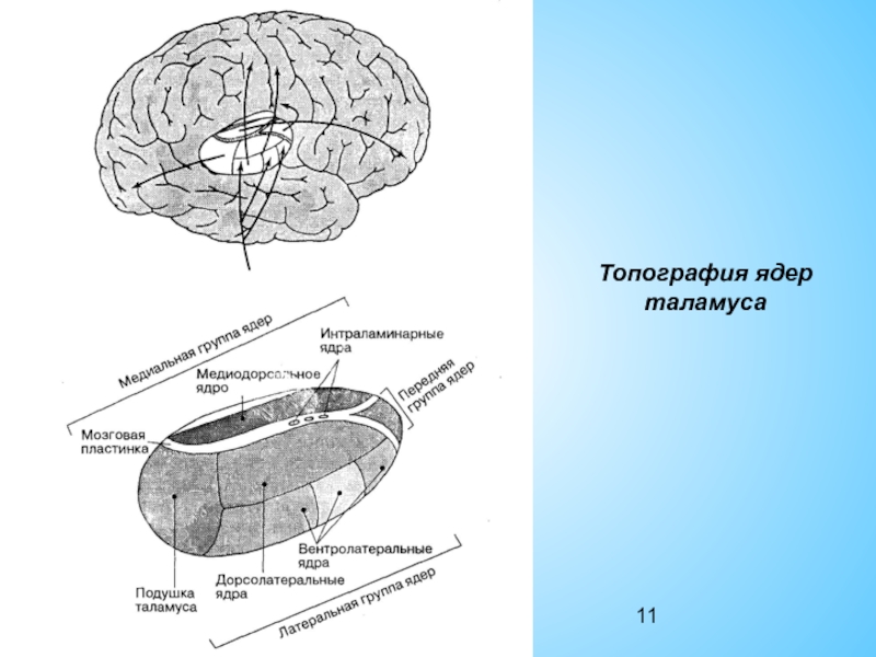 Схема ядер таламуса