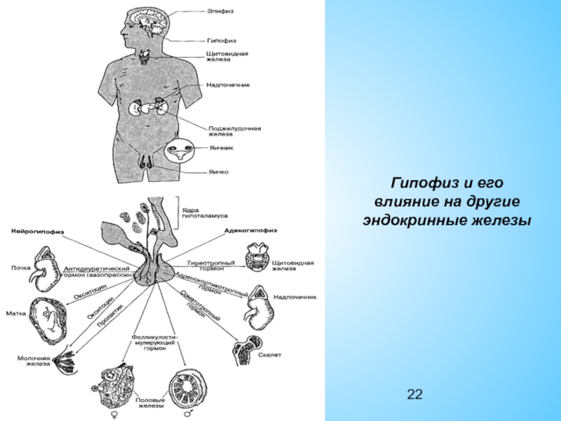 Гипофиз относится к железам внутренней секреции