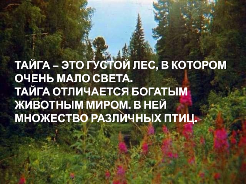 Чем отличается тайга от леса. Тайга и лес отличия. Света Тайга. Лес и Тайга в чем разница. Тайга отличие от леса.