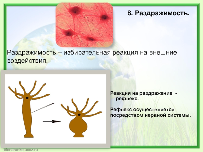 Биология 8 класс раздражимость и поведение животных. Раздражимость. Реакция на внешние воздействия. Реакция на внешние раздражители. Реакция клеток на внешние воздействия.