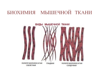 Биохимия мышечной ткани