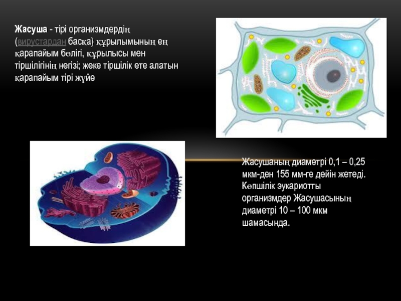 Жасушаның құрылысы фото