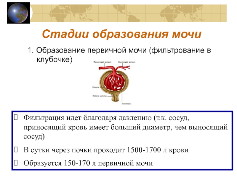 Стадия диуреза. Этапы образования первичной мочи. Стадии образования мочи. Процесс образования мочи кратко. Этапы образования мочи кратко.