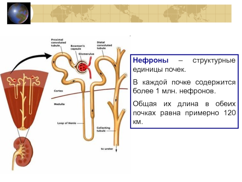 Какая структурная единица почки изображена на рисунке