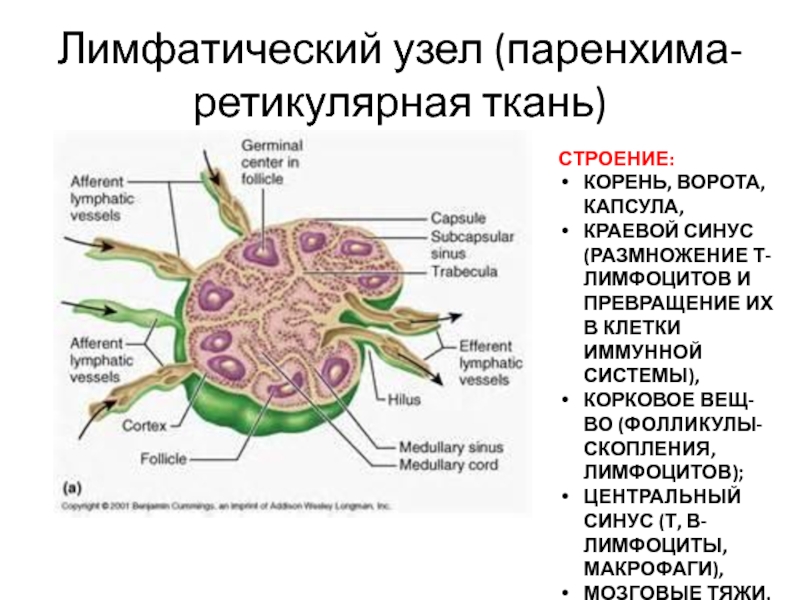 Схема строения лимфатического узла