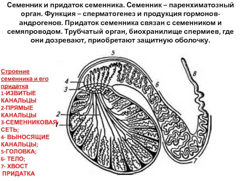 Семенники это. Семенник паренхиматозный орган. Строение семенника и придатка у животных. Придаток семенника функции. Семенник и придаток семенника.