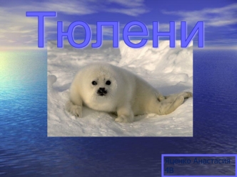 Тюлени