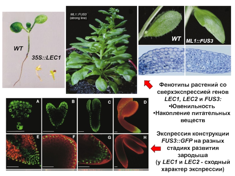 Фенотип растений. Фенотипирование растений. Признаки фенотипа растений. GFP Green Fluorescent Protein Экспрессия у растения. Фенотип растения пример.