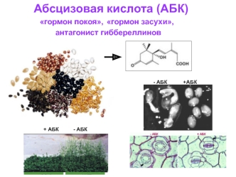 Абсцизовая кислота (АБК) - гормон покоя, гормон засухи, антагонист гиббереллинов