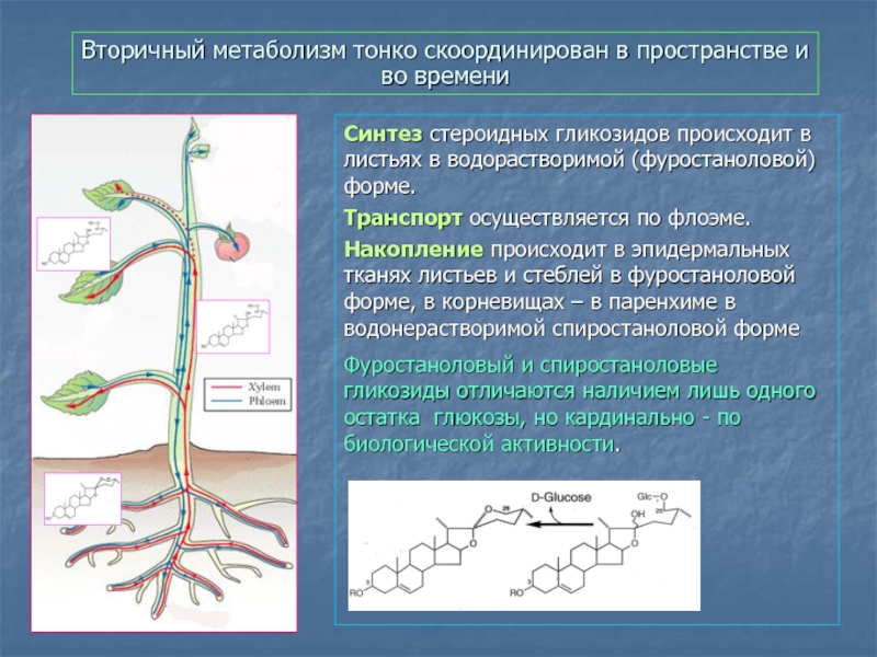 Энергетический обмен у растений