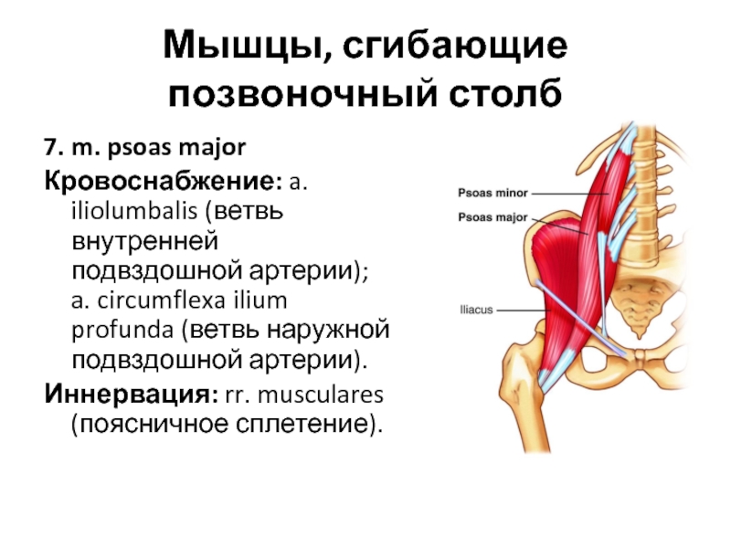 Подвздошная мышца где находится. Подвздошно-поясничная мышца кровоснабжение. Подвздошно-поясничная мышца иннервация. Кровоснабжение квадратной мышцы поясницы. Подвздошно-поясничная мышца кровоснабжение и иннервация.