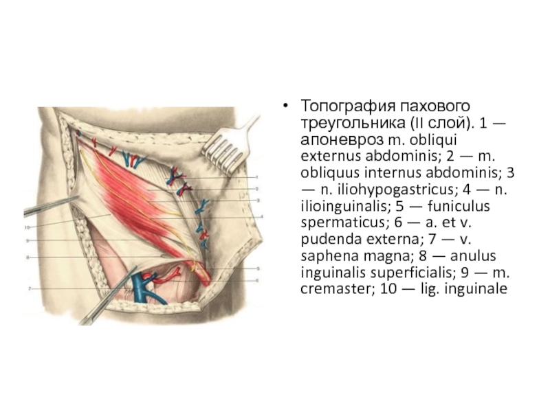 Поясничный треугольник Пти