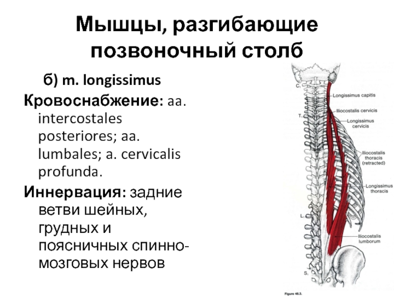 Позвоночные мышцы. Мышцы сгибающие Позвоночный столб таблица. Сегменты позвоночника иннервация. Позвоночник иннервация органов таблица. Мышца разгибающая шейный отдел позвоночного столба.