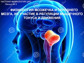 Физиология мозжечка и переднего мозга, их участие в регуляции мышечного тонуса и движения